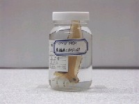 藏品(黑大口鮃)的圖片